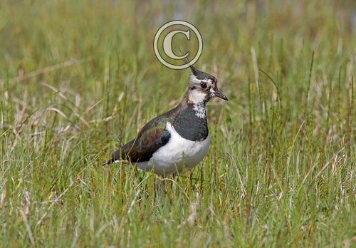 Lapwing
